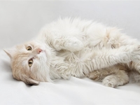 Какие породы кошек самые популярные: ТОП-5