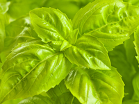 Как хранить зелень