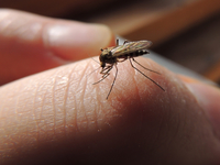 Как защититься от комаров в загородном доме