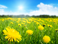 Нетрадиционные рецепты: вино и варенье из одуванчиков