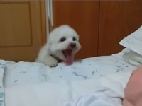 Щенок пытается рассмотреть младенца