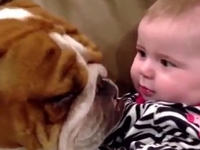 Очаровательные бульдожки нянчат детей