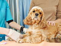 Что делать, если собака подвернула лапу