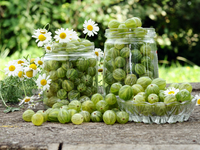 Что приготовить из крыжовника: ТОП-5 идей