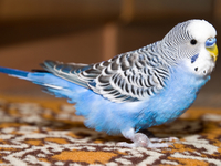 Чем кормить волнистого попугая