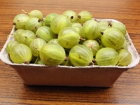 Как приготовить крыжовниковое вино