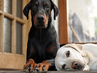 Какие большие собаки подойдут для жизни в квартире