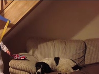 Миссия невыполнима: Малыш отбирает подарок у пса