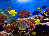 Каких аквариумных рыбок можно содержать вместе