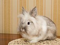 Чем кормить декоративного кролика