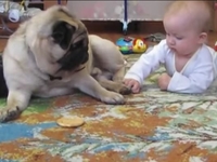 Малыш и мопс делят печенюшку