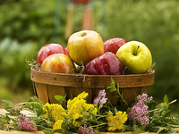 Виды яблок: Свойства, вкус и кулинарное применение