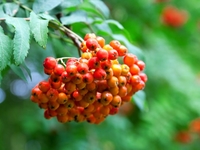 Напитки из рябины: Три вкусные идеи