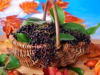 Черноплодная рябина: полезные свойства и рецепты