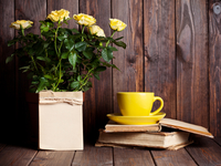 Как правильно ухаживать за комнатной розой