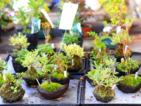 Создаем необычный бонсай в моховом горшке (ВИДЕО)