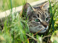 Почему коты любят валерианку?