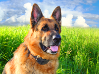 ТОП-15 удивительных фактов о собаках