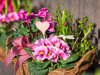 Как выбрать подходящее растение и где его разместить