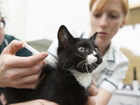 Как сделать укол коту (ВИДЕО)