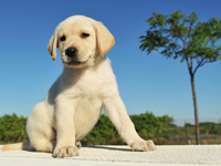 Как выбрать щенка