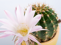 Как заставить кактус зацвести