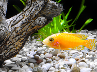 Как оформить аквариум в голландском стиле (ВИДЕО)