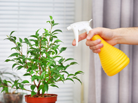 Как правильно мыть комнатные растения
