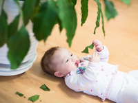 Какие растения можно выбрать для детской комнаты