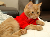 Тепло и стильно: ТОП-10 питомцев в свитерах (фото)