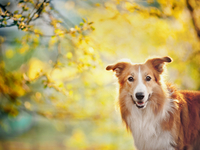 Виды готовых кормов для животных: Как продлить жизнь питомцу