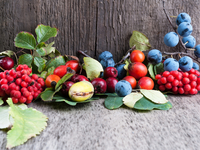 Продукты ноября: ТОП-5 сезонных деликатесов