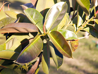 Как ухаживать за фикусом