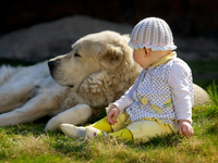 Пес оценил старания малыша