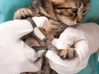 Как правильно подстричь когти коту