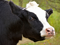 Пятилетняя девочка приютила теленка