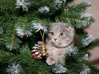 Приколы на Новый год: Видео, которые легко поднимут настроение