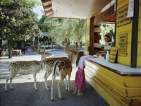 В мире животных: Невероятное детство Амелии