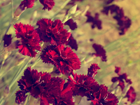 День победы 2015: Выходные дни в Украине