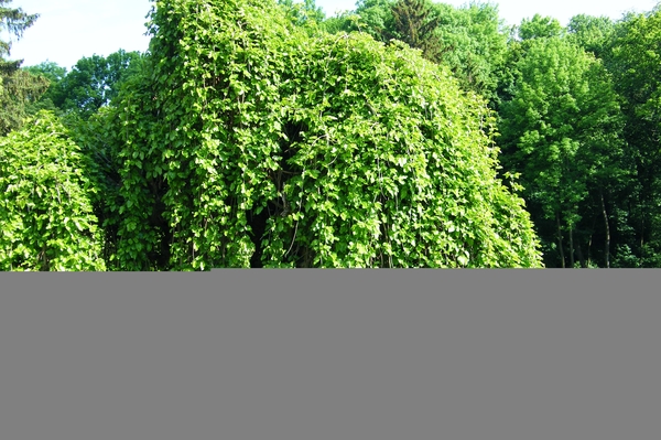 Юлия Татаренко