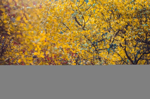 Марина Головнева