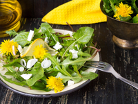 Как приготовить салат из одуванчиков: рецепт с фото
