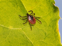 Чем опасен клещ для ребенка