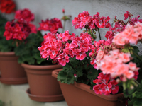 Какие комнатные растения очищают воздух?