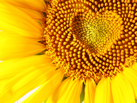 День Конституции 2015 в Украине: Сколько выходных