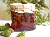 Эксклюзив: варенье из еловых шишек