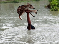 Мальчик спас маленького олененка, рискуя своей жизнью
