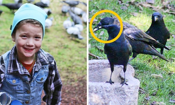 История о том, как ворон стал другом для маленькой девочки