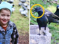История о том, как ворон стал другом для маленькой девочки