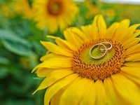 Подать заявление в украинский ЗАГС теперь можно онлайн